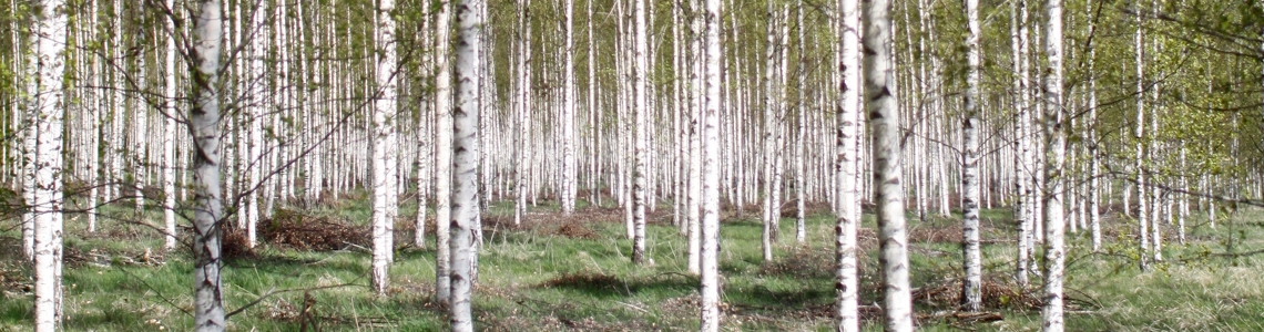 Björkplantering. Hundratals vita och raka stammar.